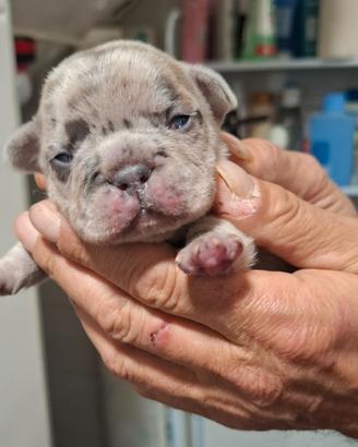 Cuccioli bulldog esotici