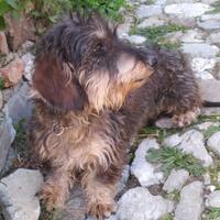 Bassotto