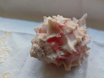 conchiglia naturale murice rosa