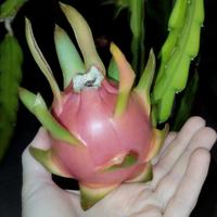 talea pitaya 