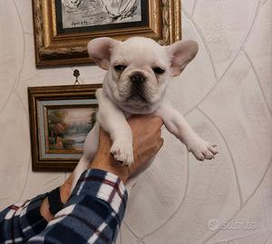 Cuccioli di bulldog francese