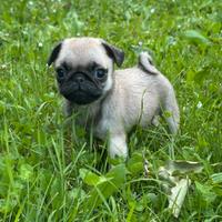 Carlino- cuccioli Allevamento ENCI-FCI