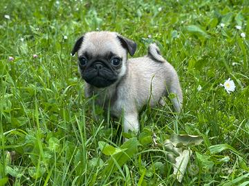 Carlino- cuccioli Allevamento ENCI-FCI
