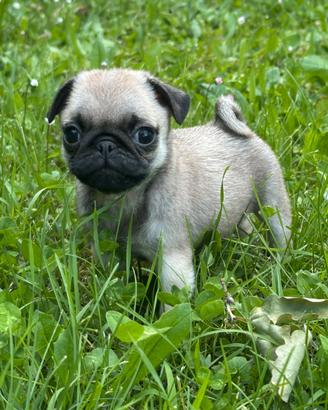 Carlino- cuccioli Allevamento ENCI-FCI