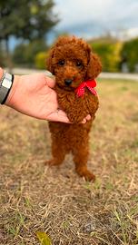 Morris, barboncino senza pedigree