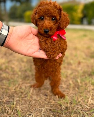 Morris, barboncino senza pedigree