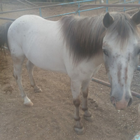 Appaloosa pony castrone
