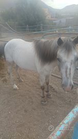 Appaloosa pony castrone