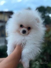 Cucciolo spitz tedesco nano pomerania