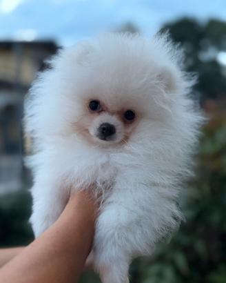 Cucciolo spitz tedesco nano pomerania