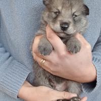 Cuccioli di cane lupo di Saarloos