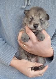 Cuccioli di cane lupo di Saarloos