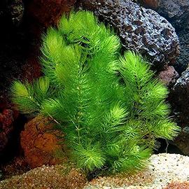 Ceratophyllum Demersum