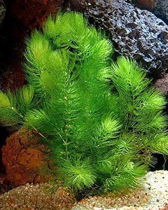 Ceratophyllum Demersum