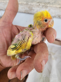 Pullo di inseparabili