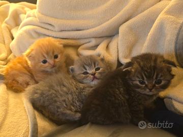 Cuccioli scottish fold e Straight