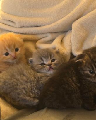 Cuccioli scottish fold e Straight