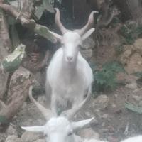 Capra Girgentana Mix 3