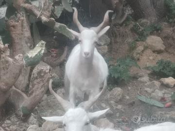 Capra Girgentana Mix 3