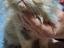 Immagine 4