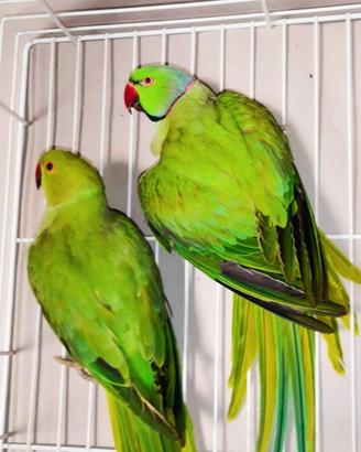 Parrocchetti dal collare verdi adulti