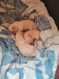 Barboncini Toy Bianchi