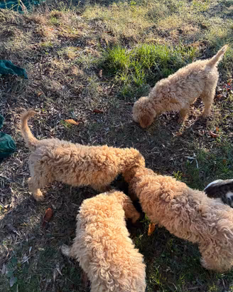 Lagotto romagnolo cuccioli