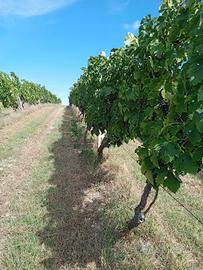 Uva Montepulciano e Sangiovese