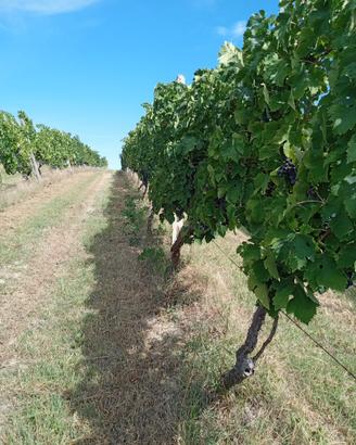 Uva Montepulciano e Sangiovese
