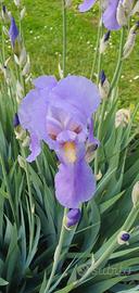 10 rizomi di Iris pallida profumatissimi