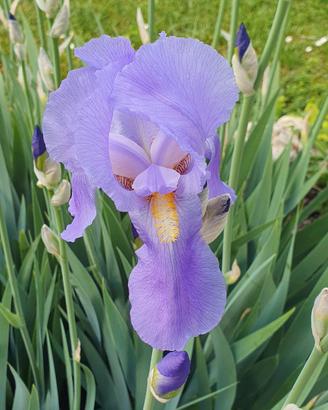 10 rizomi di Iris pallida profumatissimi