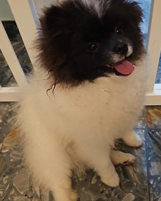 Spitz tedesco ( pomerania)