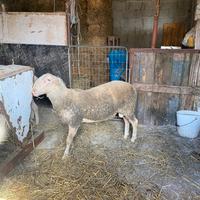 Agnello lacaune