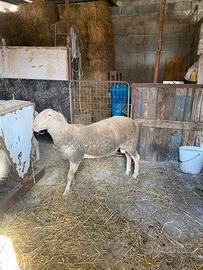 Agnello lacaune