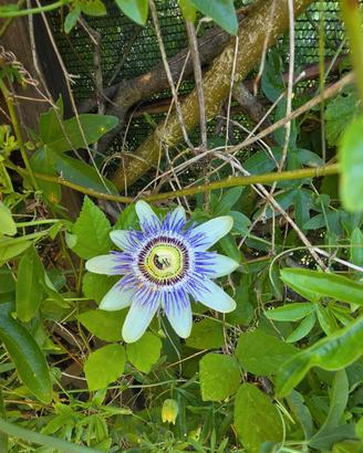 passiflora piantine
