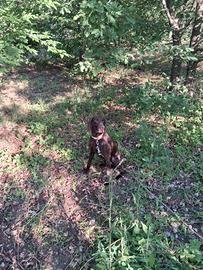 Cane da tartufi