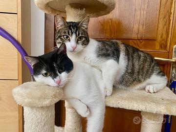 2 gatti