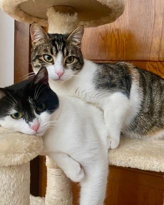 2 gatti