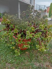 pianta crassula ovata