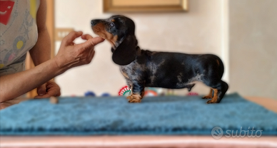 Bassotto tedesco nano pelo corto
