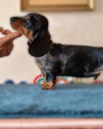 Bassotto tedesco nano pelo corto
