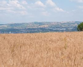 Terreno agricolo 22000 mq