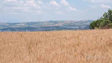 Terreno agricolo 22000 mq