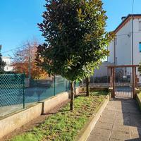 Magnolia