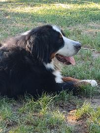 Maschio Bovaro del Bernese