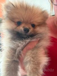 Pomerania toy