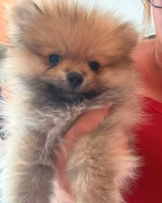 Pomerania toy