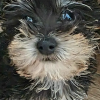 Yorkshire terrier Toy femmina