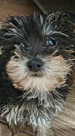 Yorkshire terrier Toy femmina