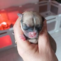 Chihuahua femmine